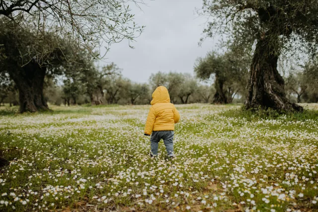 Ein kleines Kind, gekleidet in eine gelbe Jacke und graue Hosen, steht inmitten einer Wiese voller weißer Blumen. Das Kind ist von hinten zu sehen und blickt in die Ferne, umgeben von alten, knorrigen Olivenbäumen. Der Himmel ist bewölkt, was der Szene eine ruhige und friedliche Atmosphäre verleiht. Die Wiese erstreckt sich weit und die Bäume sind in einem natürlichen, ungeordneten Muster verteilt, was die Schönheit der Natur unterstreicht.